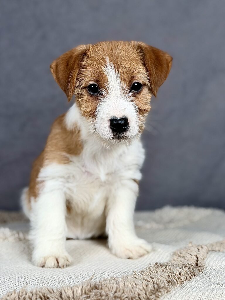 jack russell terrier