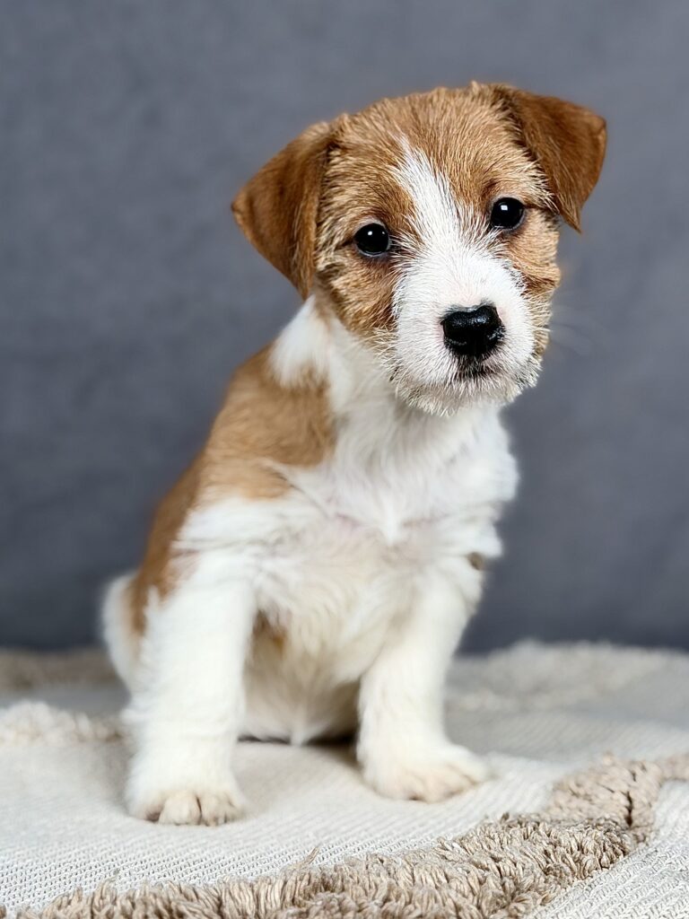 jack russell terrier
