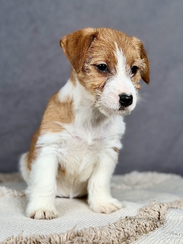 jack russell terrier