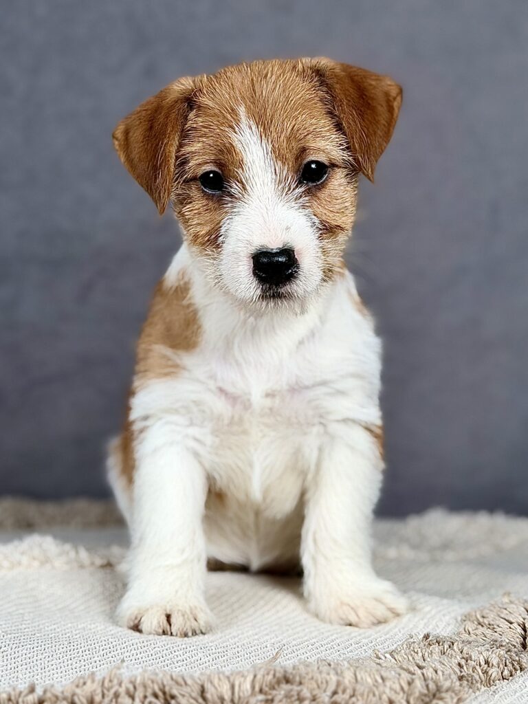 jack russell terrier