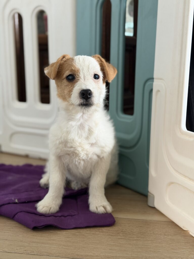 jack russell terrier