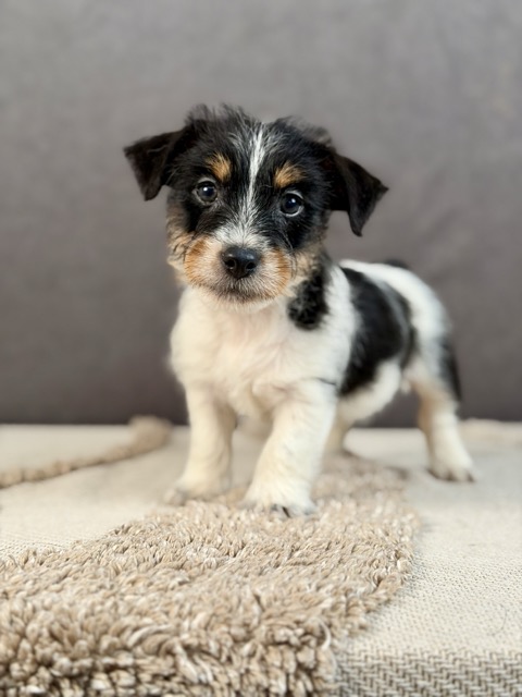 jack russell terrier