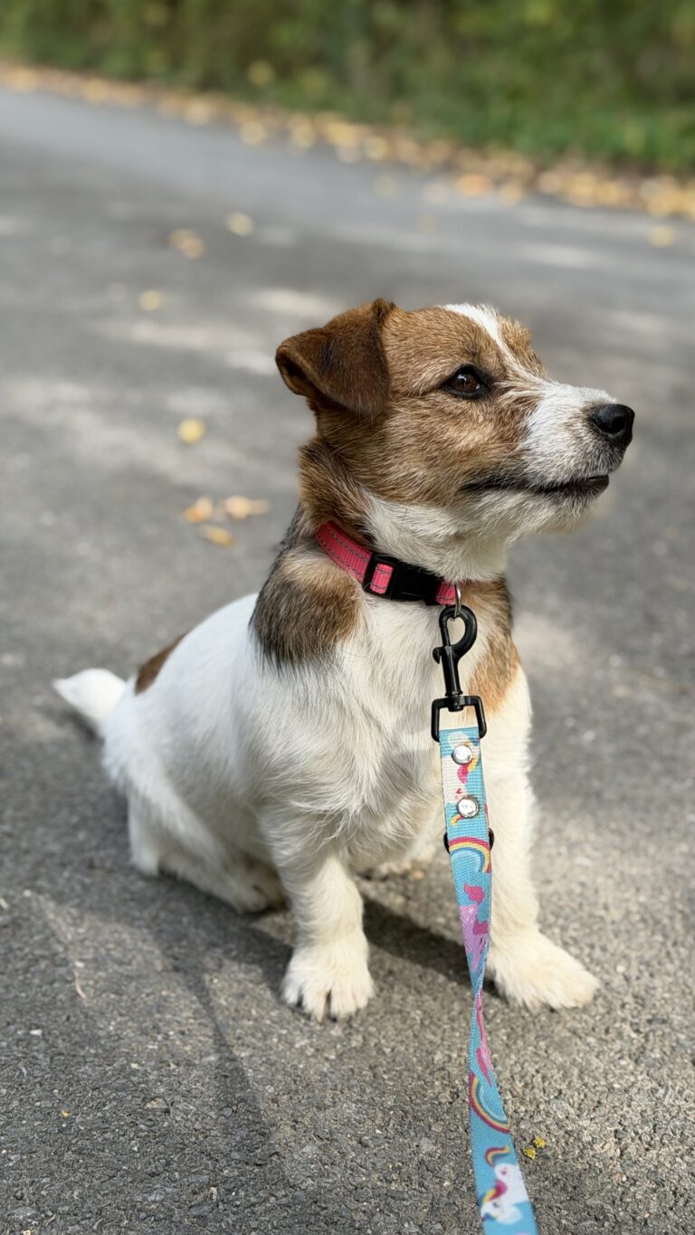 jack russell terrier