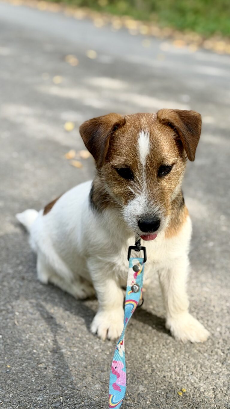 jack russell terrier