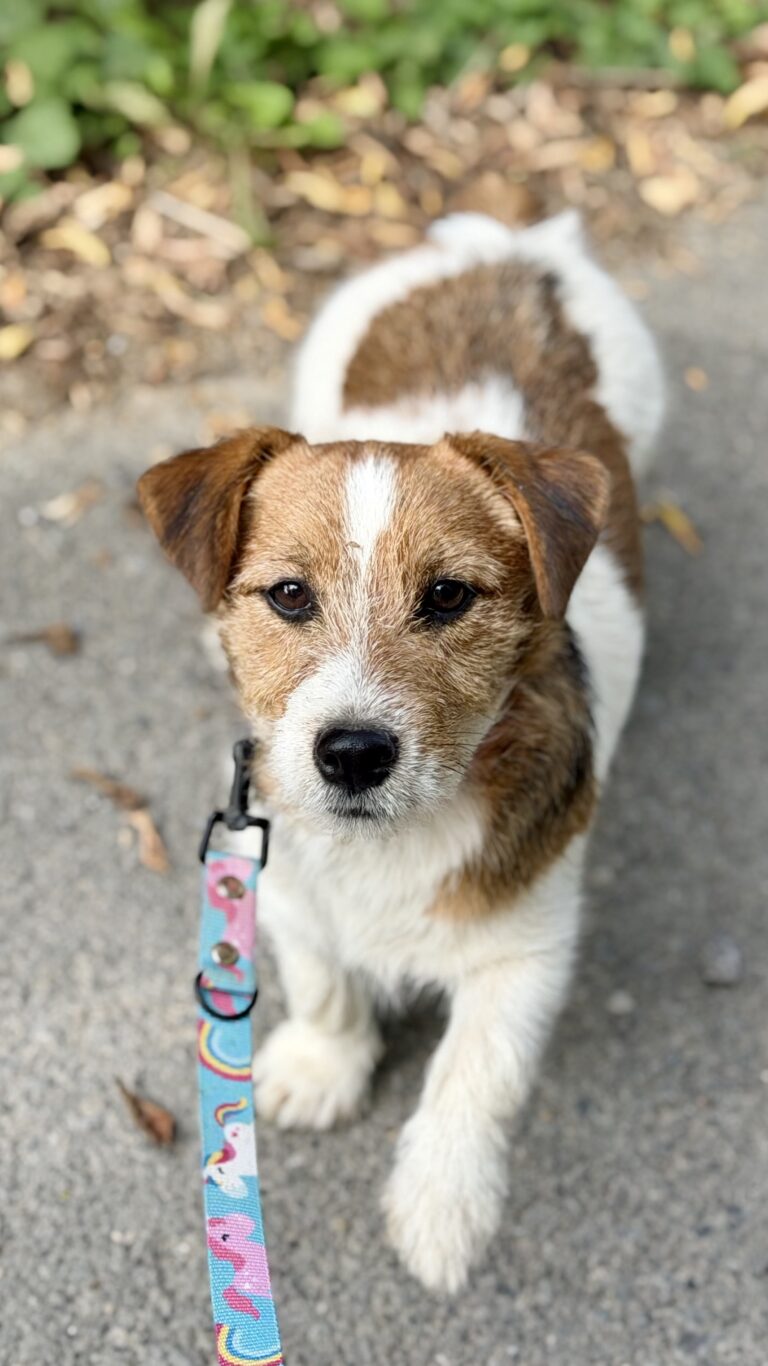 jack russell terrier
