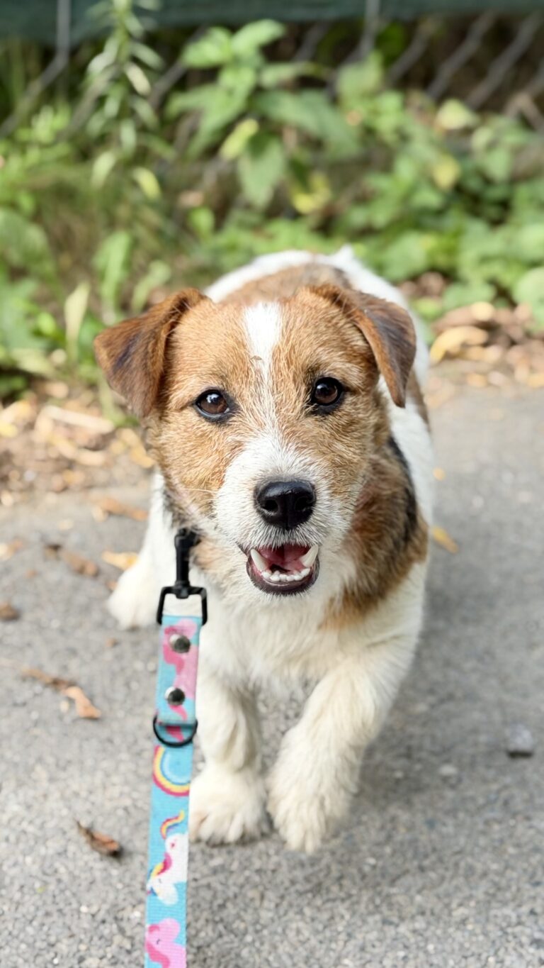jack russell terrier