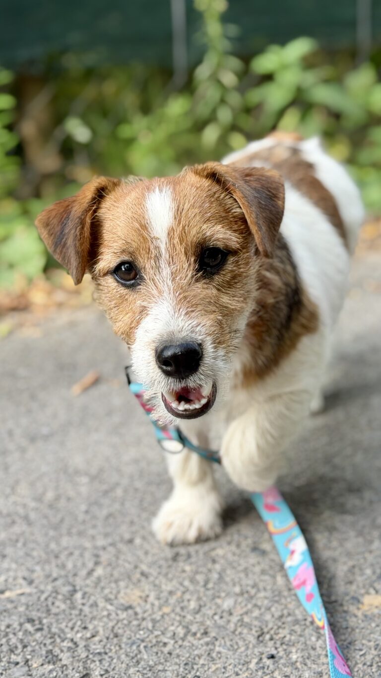 jack russell terrier
