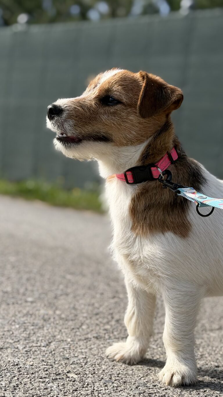 jack russell terrier