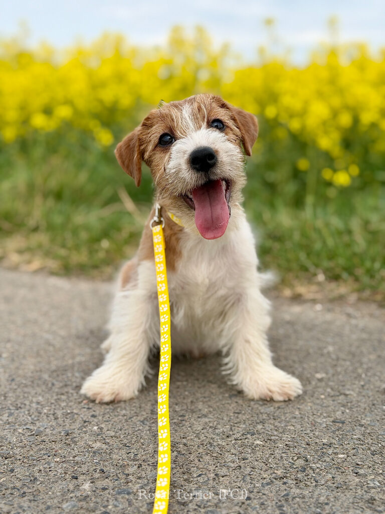 jack russell terrier