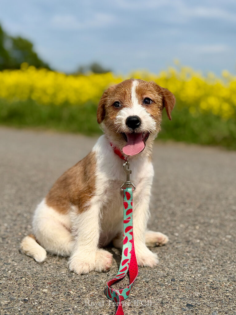 jack russell terrier