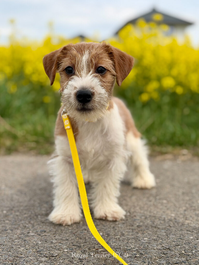 jack russell terrier