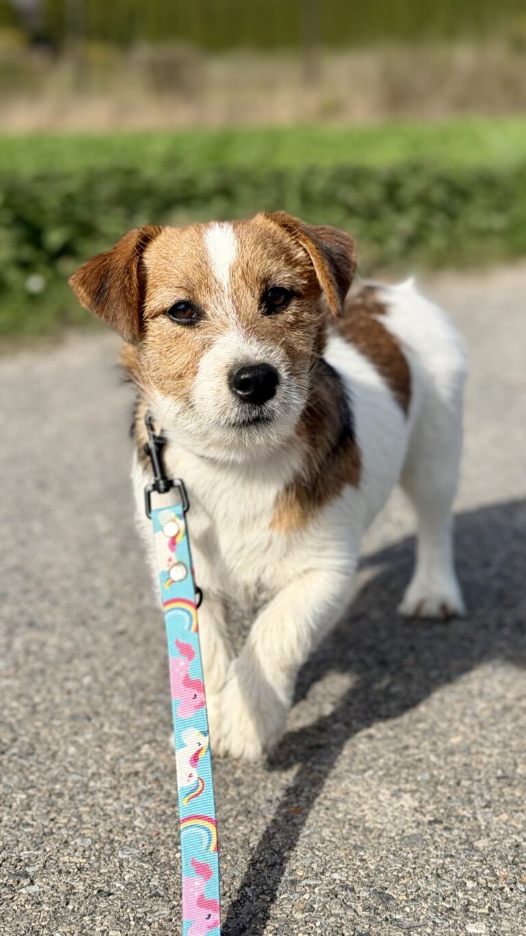 jack russell terrier