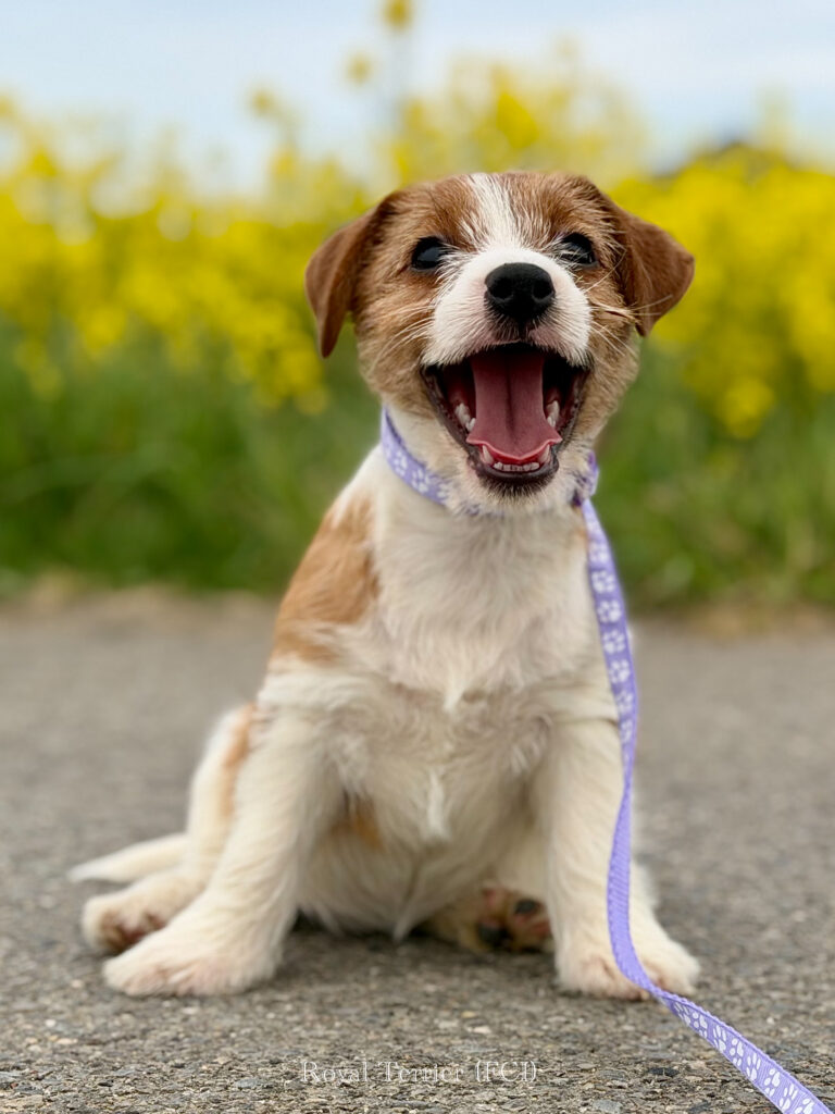 jack russell terrier