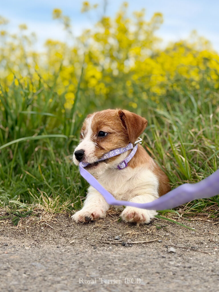 jack russell terrier
