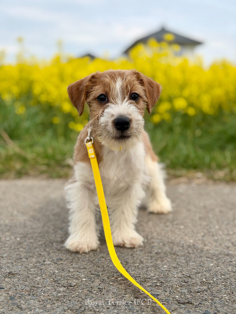 jack russell terrier