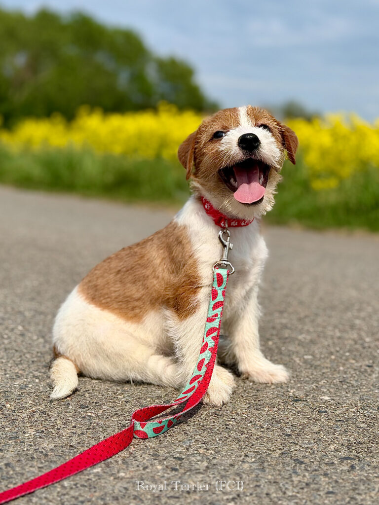 jack russell terrier