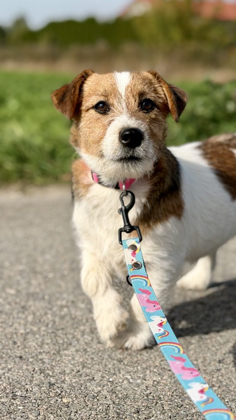 jack russell terrier