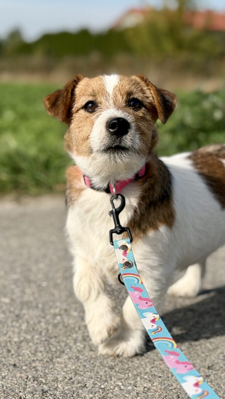 jack russell terrier