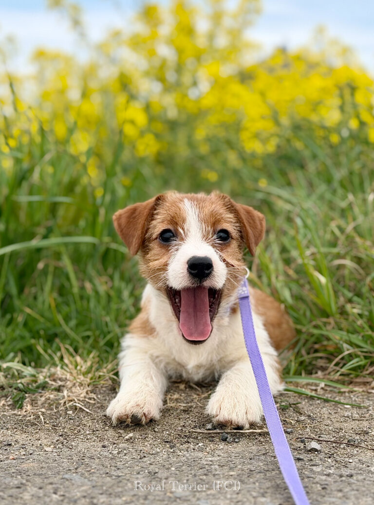 jack russell terrier