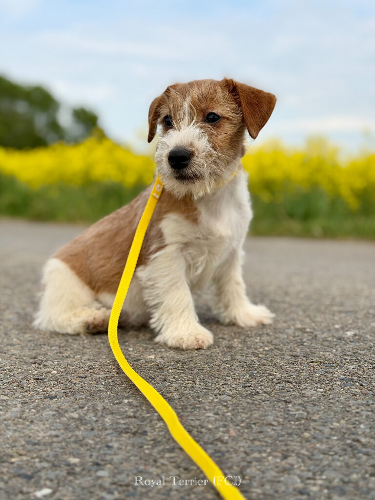 jack russell terrier