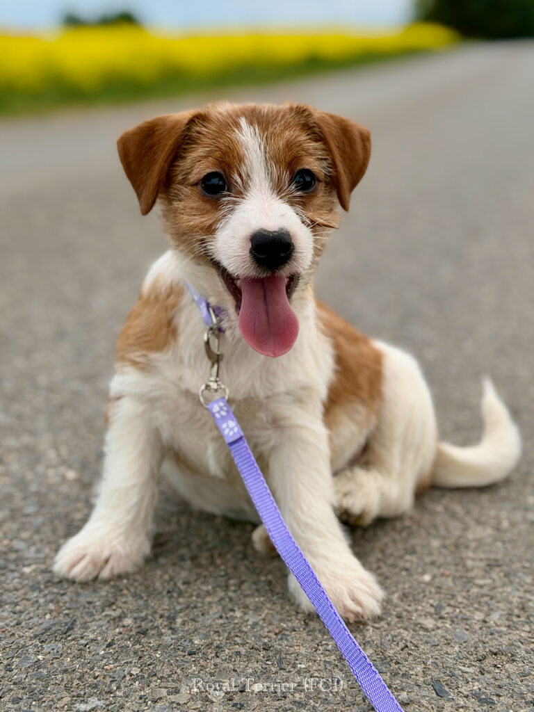 jack russell terrier