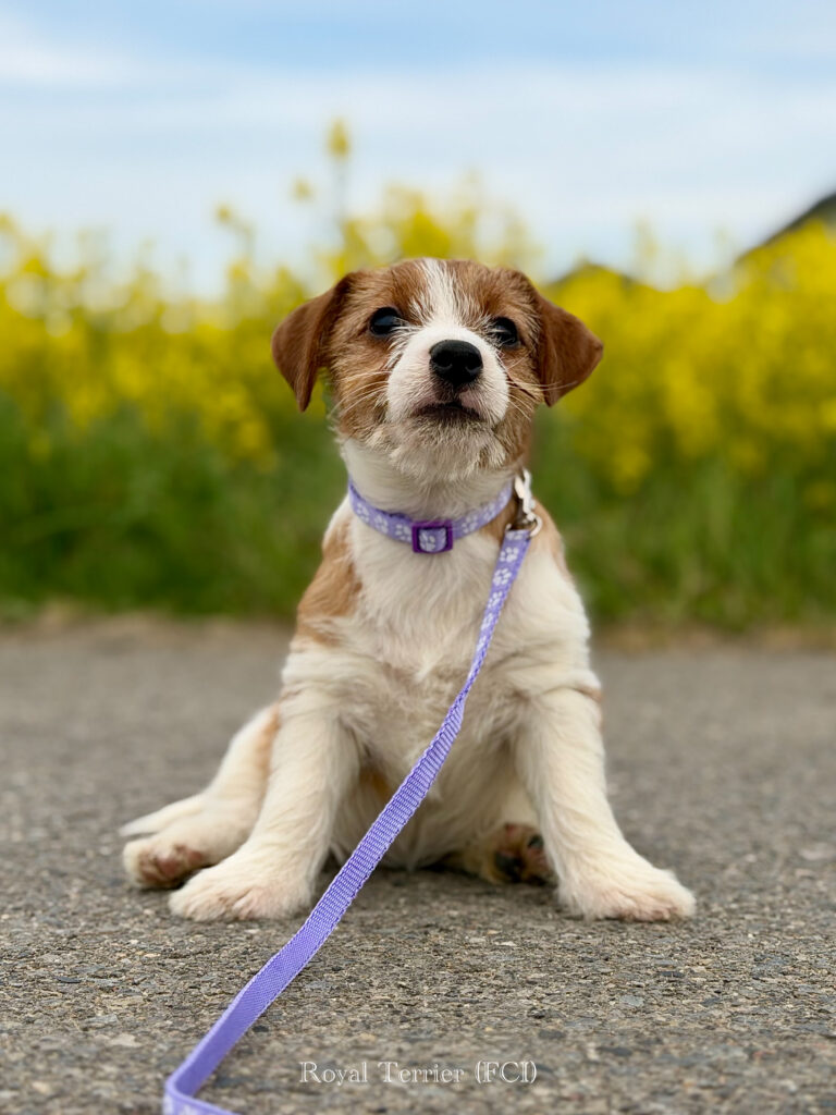 jack russell terrier