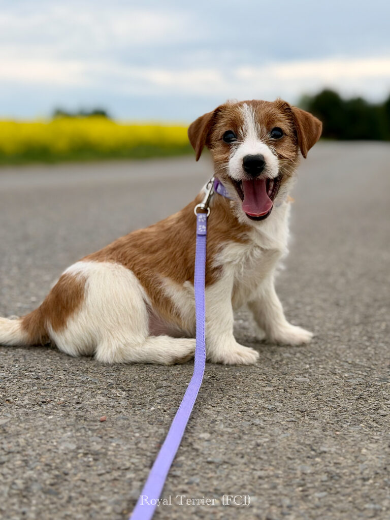 jack russell terrier