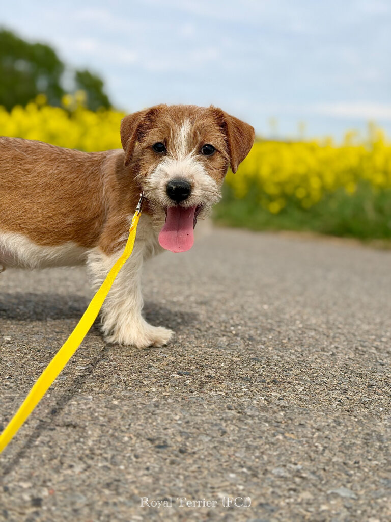 jack russell terrier