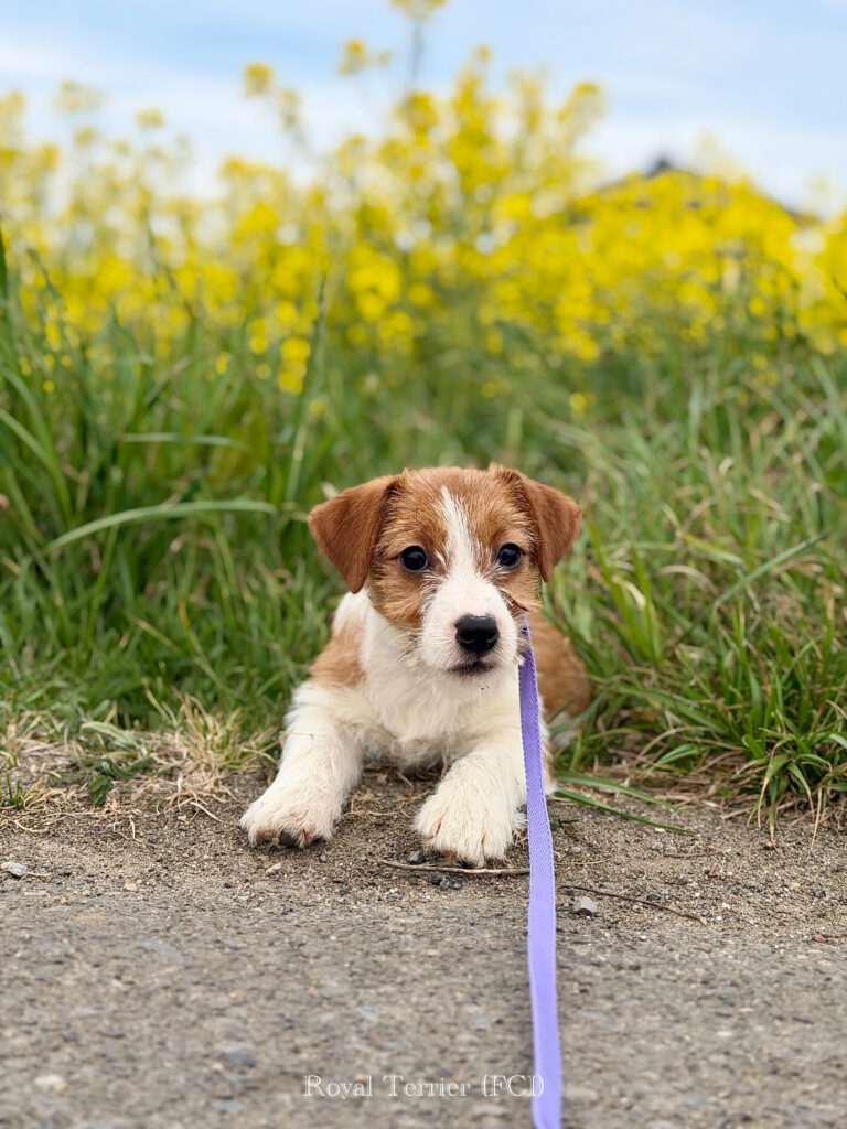 jack russell terrier