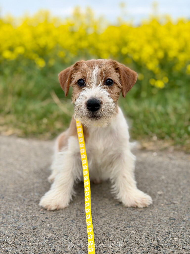 jack russell terrier
