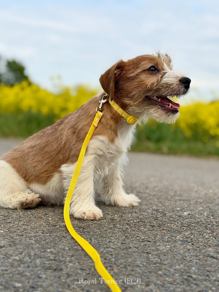 jack russell terrier