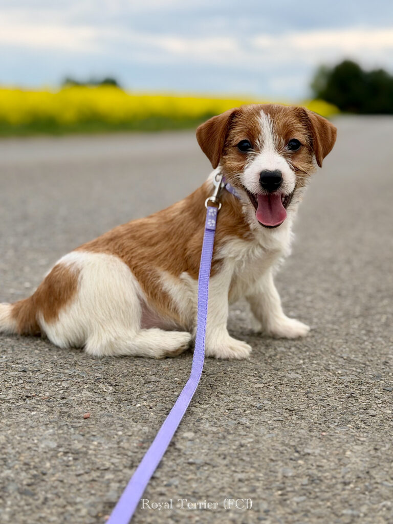 jack russell terrier
