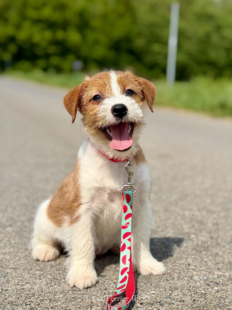 jack russell terrier