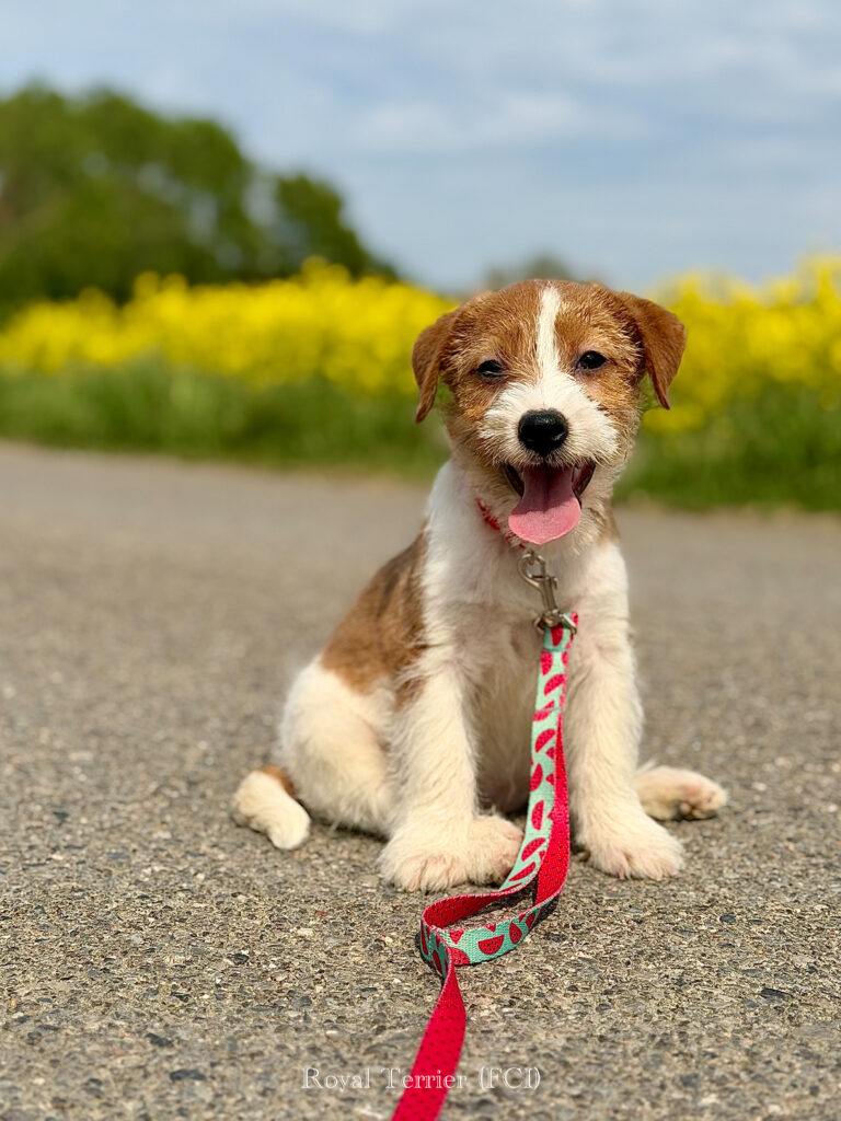 jack russell terrier
