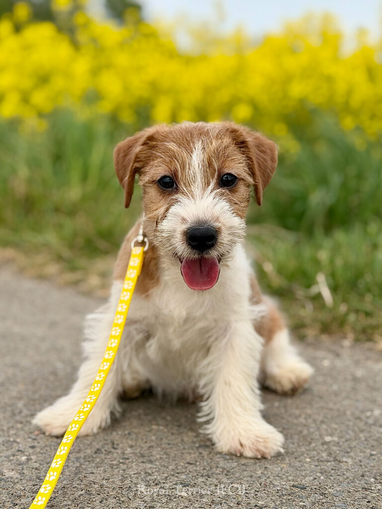 jack russell terrier