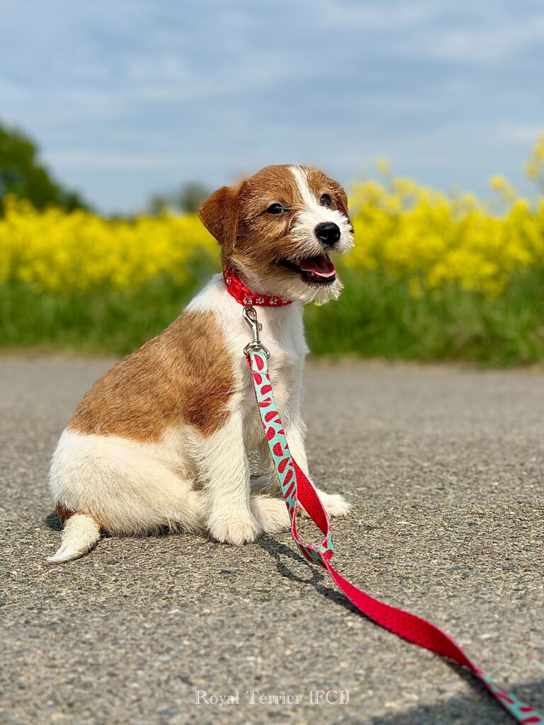 jack russell terrier
