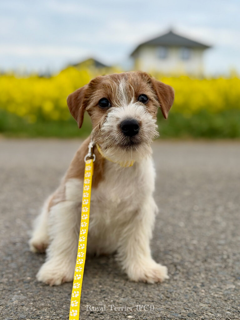 jack russell terrier
