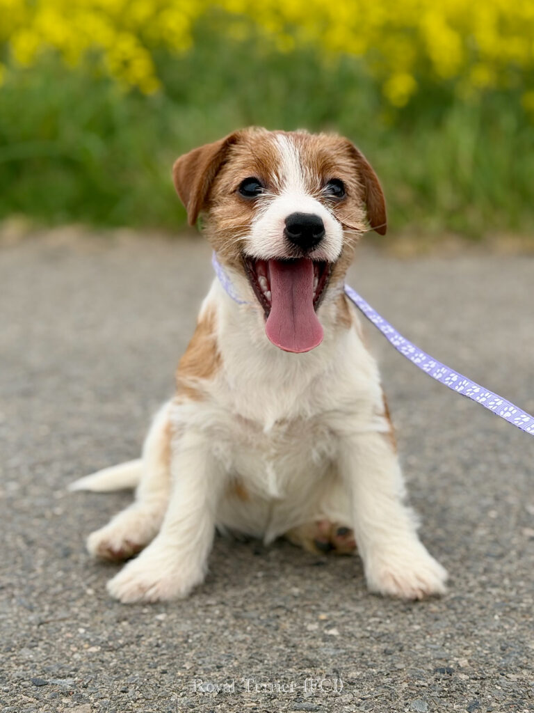jack russell terrier