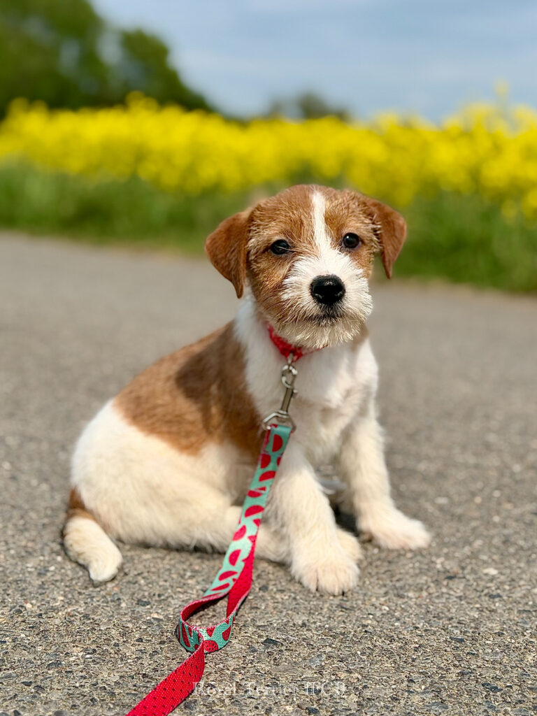 jack russell terrier