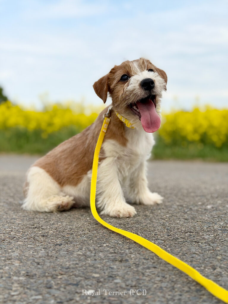 jack russell terrier