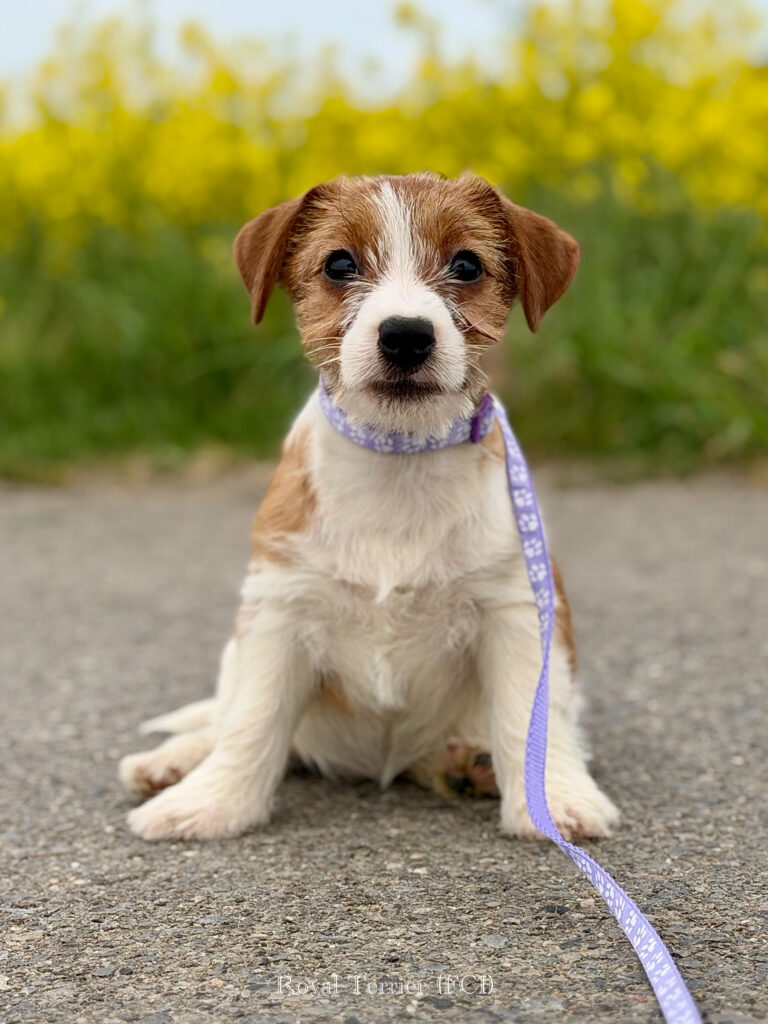 jack russell terrier