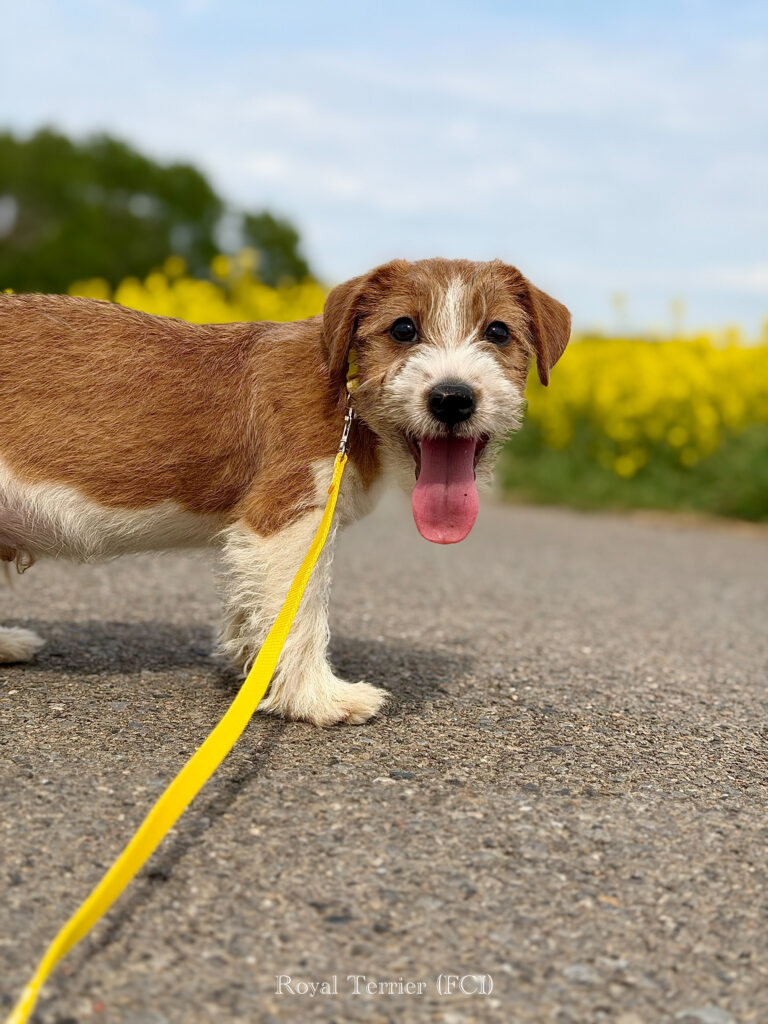 jack russell terrier