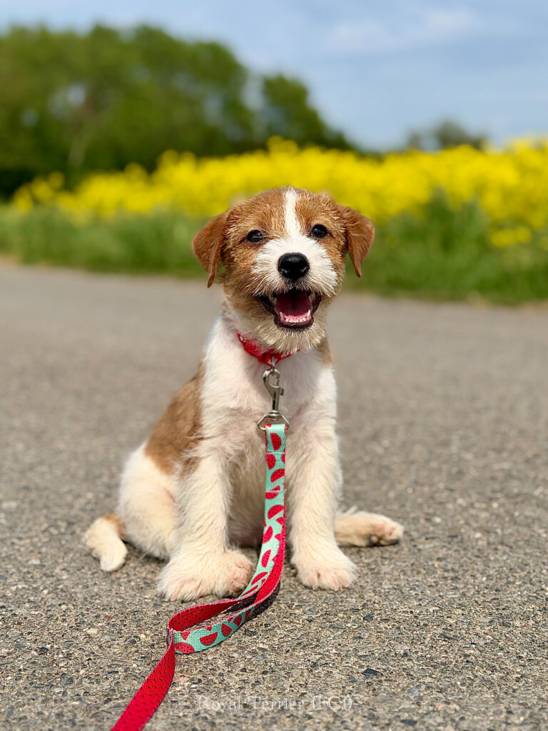jack russell terrier