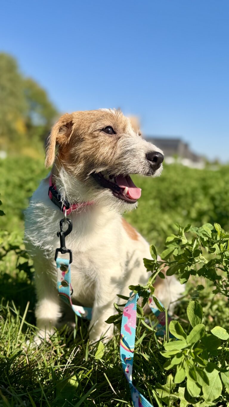 jack russell terrier