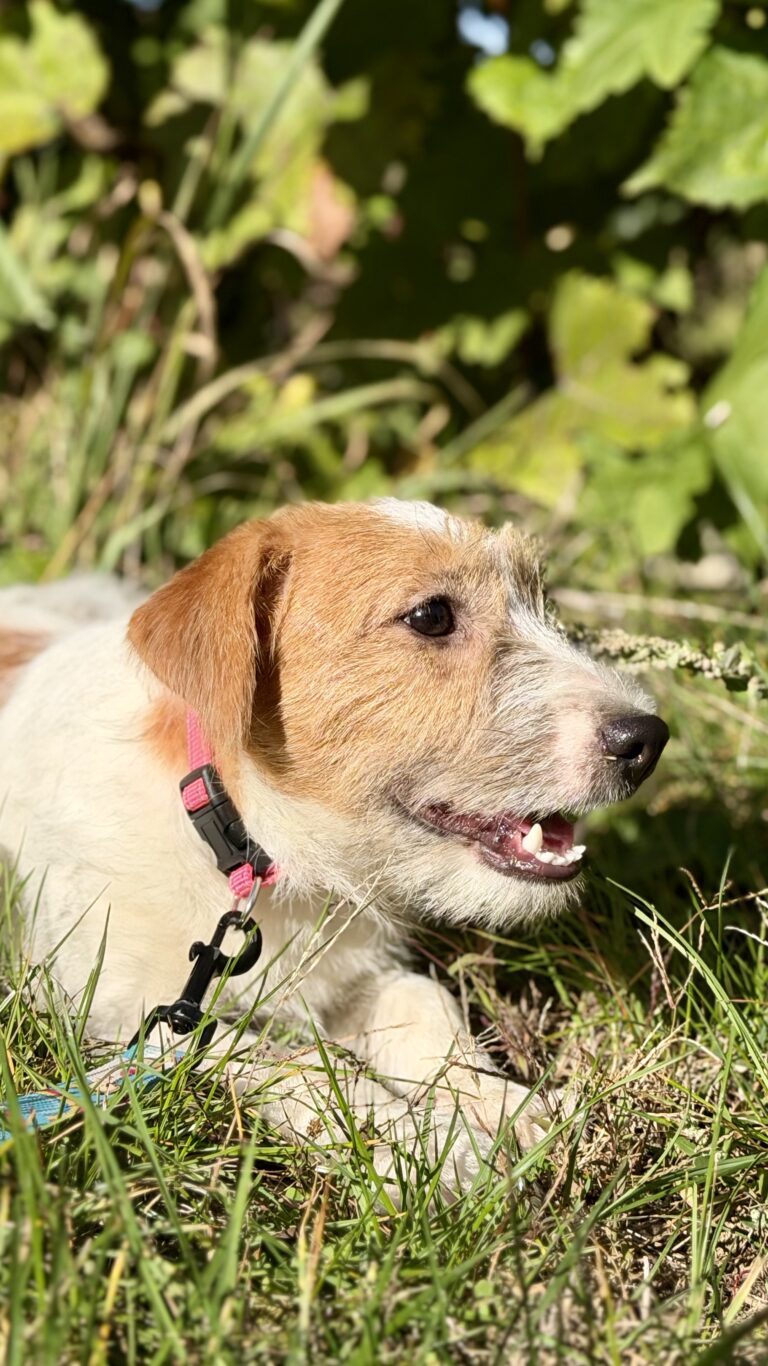 jack russell terrier