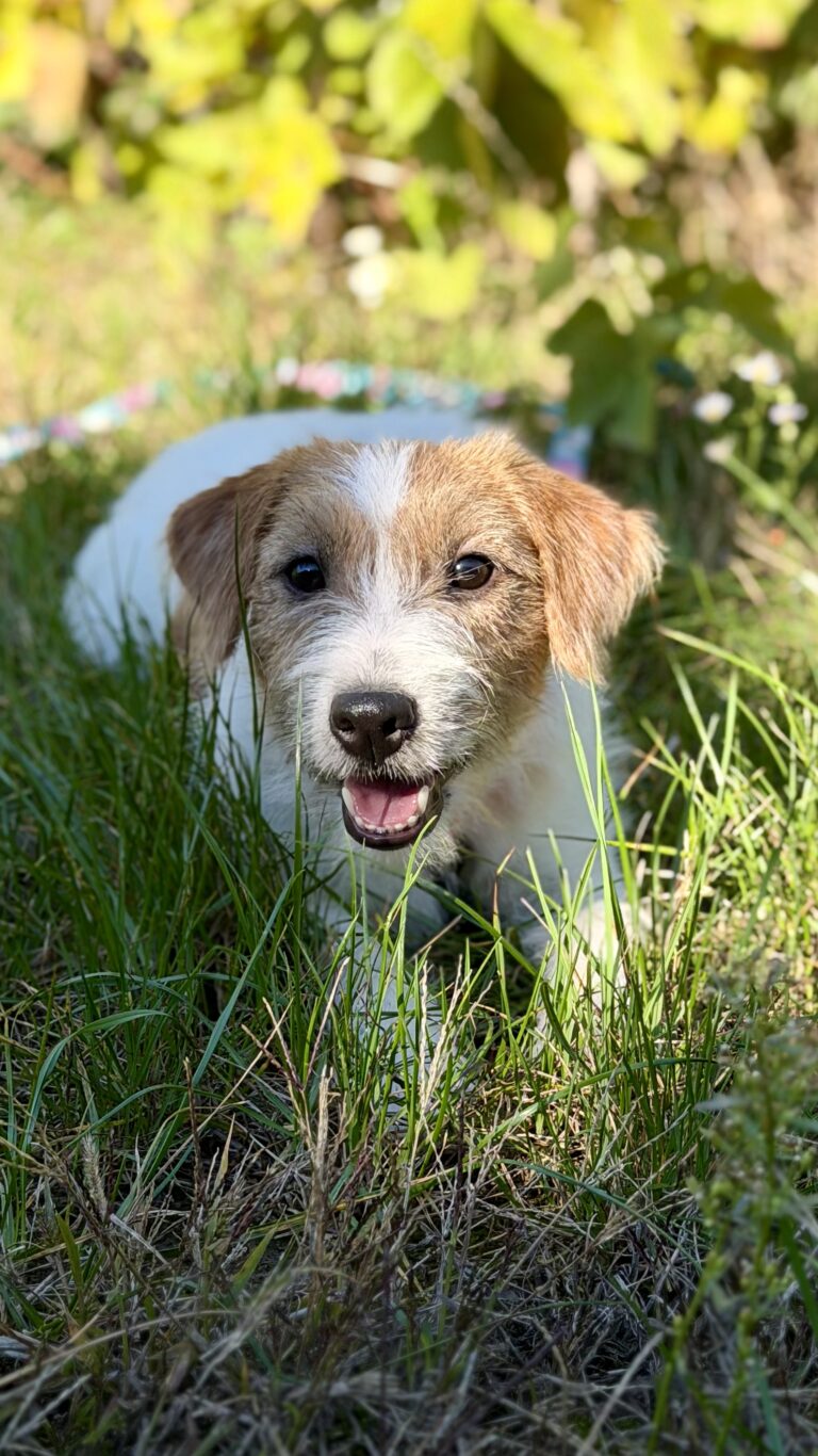 jack russell terrier