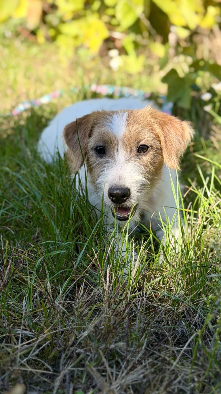 jack russell terrier