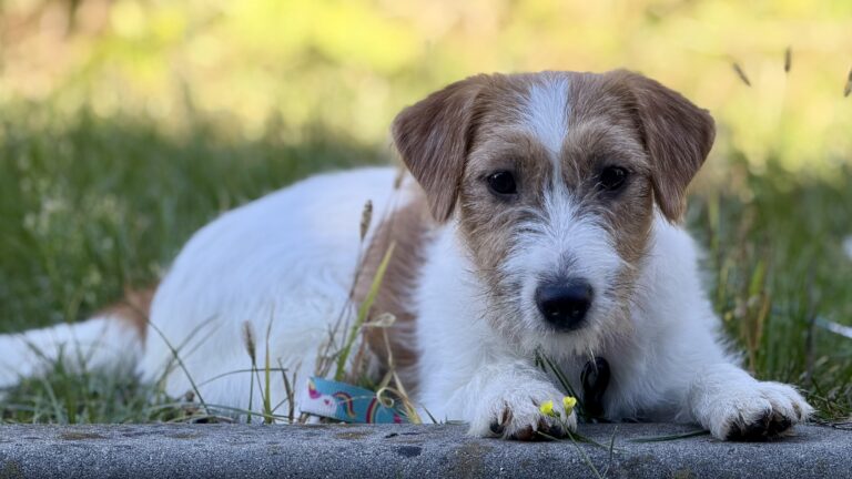 jack russell terrier