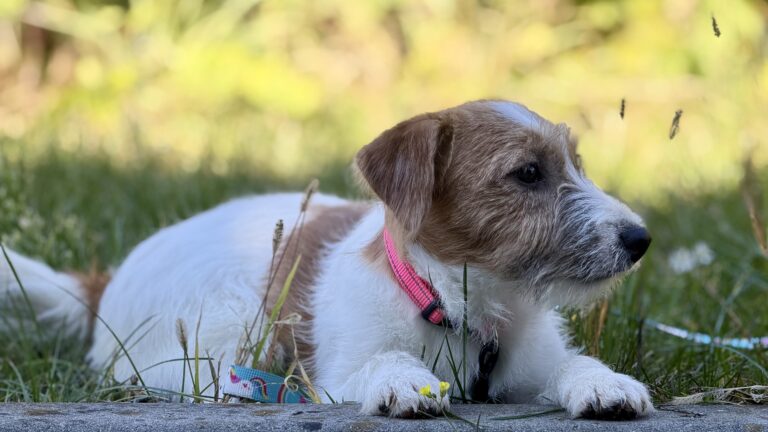 jack russell terrier