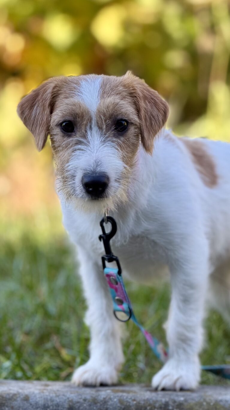 jack russell terrier
